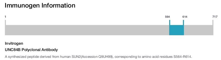 UNC84B Polyclonal Antibody