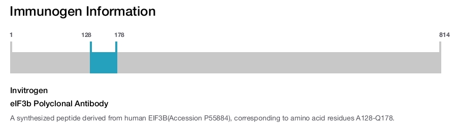 eIF3b Polyclonal Antibody