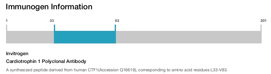 Cardiotrophin 1 Polyclonal Antibody