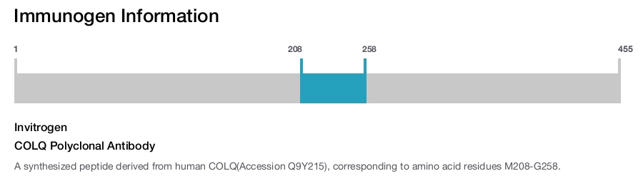 COLQ Polyclonal Antibody