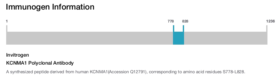 KCNMA1 Polyclonal Antibody