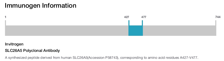 SLC26A5 Polyclonal Antibody