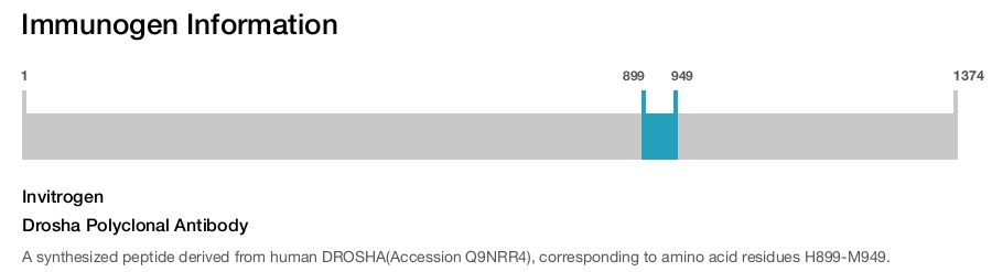 Drosha Polyclonal Antibody