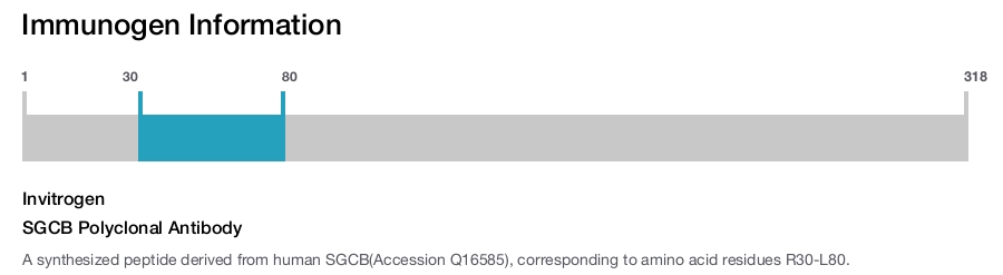 SGCB Polyclonal Antibody