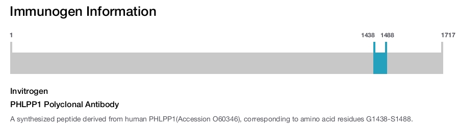 PHLPP1 Polyclonal Antibody