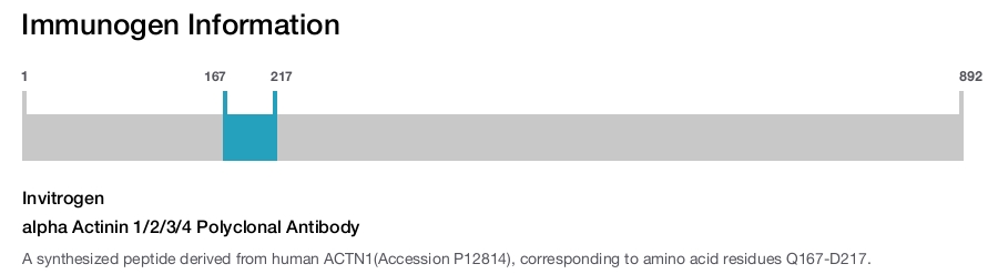 alpha Actinin 1/2/3/4 Polyclonal Antibody