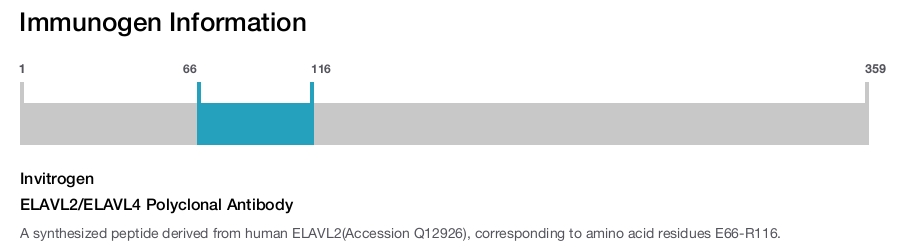 ELAVL2/ELAVL4 Polyclonal Antibody