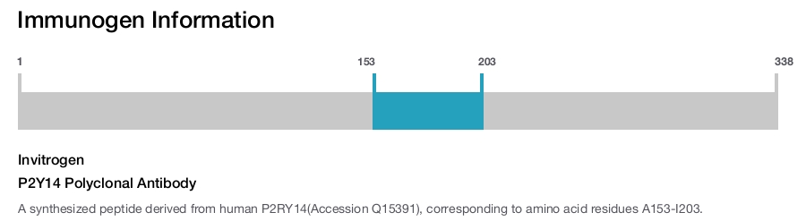P2Y14 Polyclonal Antibody