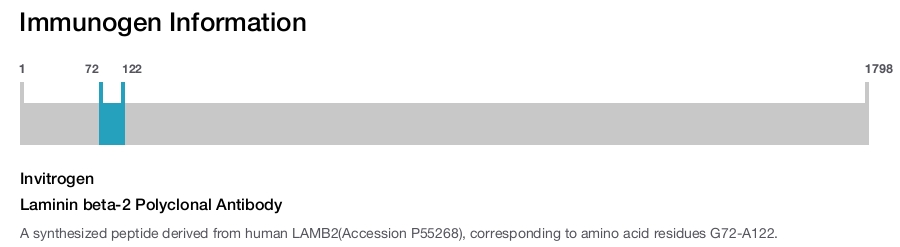 Laminin beta-2 Polyclonal Antibody
