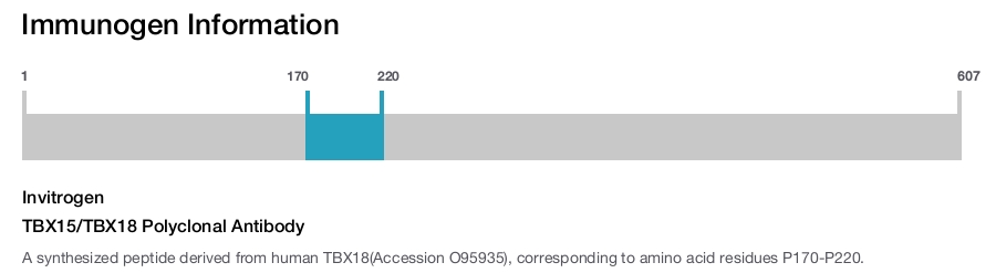 TBX15/TBX18 Polyclonal Antibody