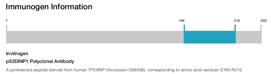 p53DINP1 Polyclonal Antibody