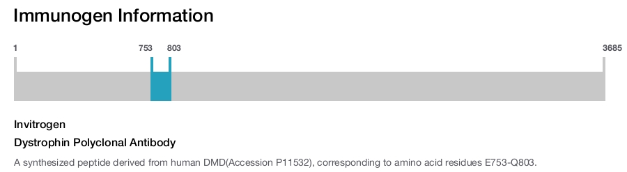 Dystrophin Polyclonal Antibody