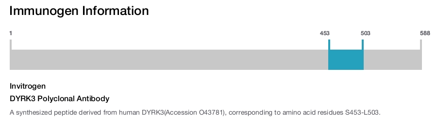 DYRK3 Polyclonal Antibody