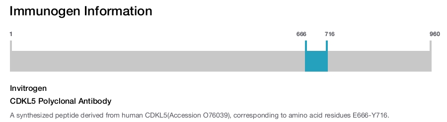 CDKL5 Polyclonal Antibody
