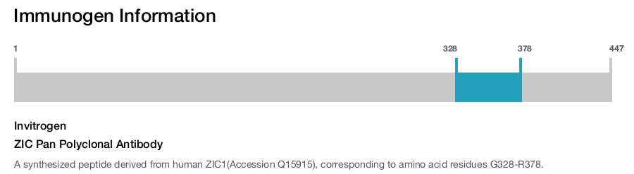 ZIC Pan Polyclonal Antibody