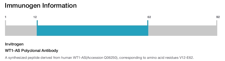 WT1-AS Polyclonal Antibody