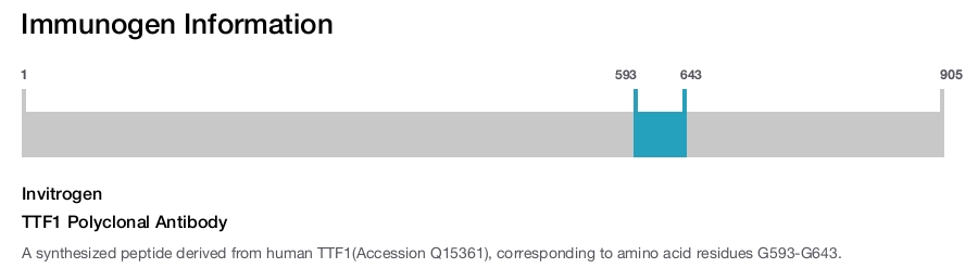 TTF1 Polyclonal Antibody