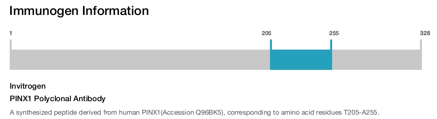 PINX1 Polyclonal Antibody