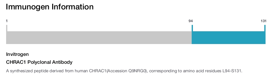 CHRAC1 Polyclonal Antibody