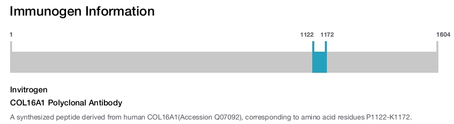 COL16A1 Polyclonal Antibody
