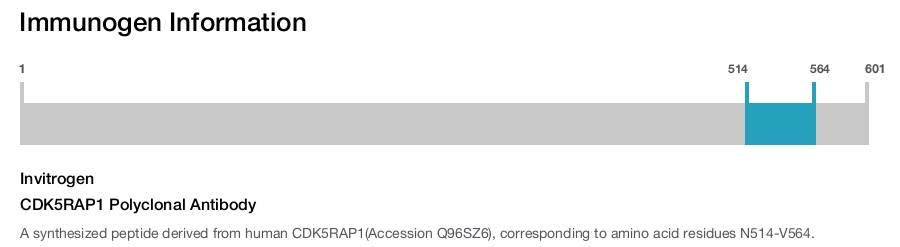 CDK5RAP1 Polyclonal Antibody