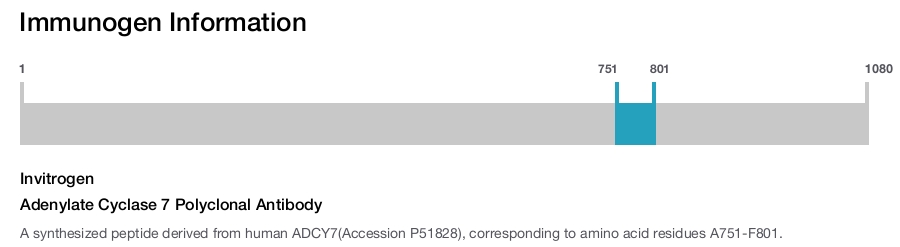 Adenylate Cyclase 7 Polyclonal Antibody