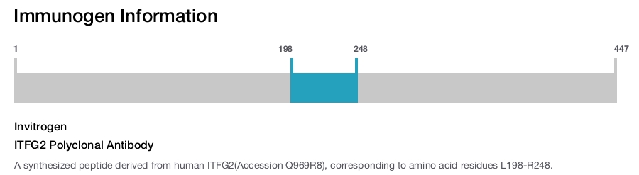 ITFG2 Polyclonal Antibody