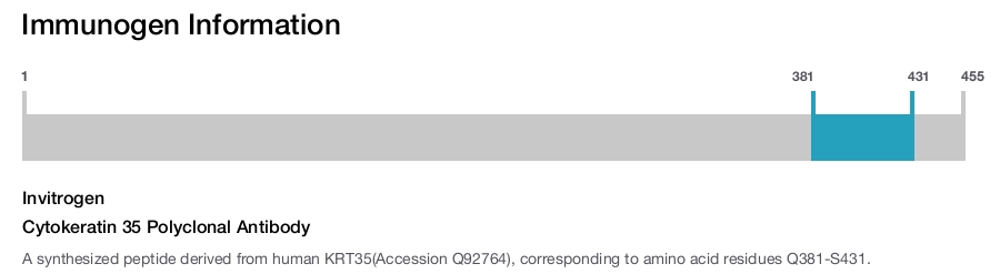 Cytokeratin 35 Polyclonal Antibody