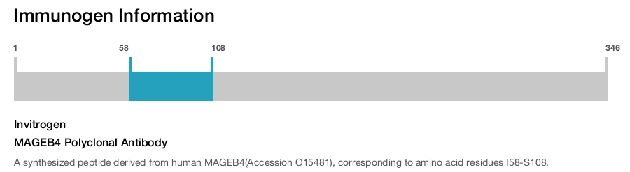 MAGEB4 Polyclonal Antibody