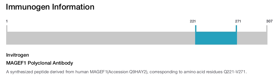 MAGEF1 Polyclonal Antibody