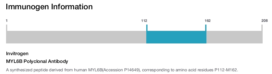MYL6B Polyclonal Antibody
