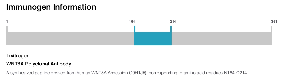 WNT8A Polyclonal Antibody