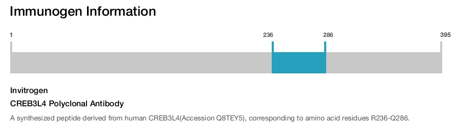 CREB3L4 Polyclonal Antibody