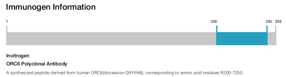 ORC6 Polyclonal Antibody