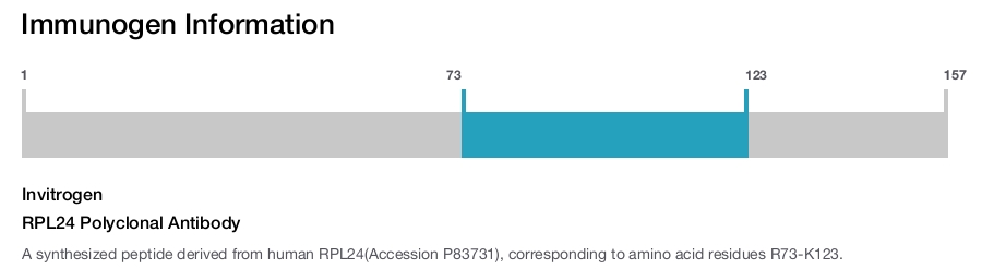 RPL24 Polyclonal Antibody