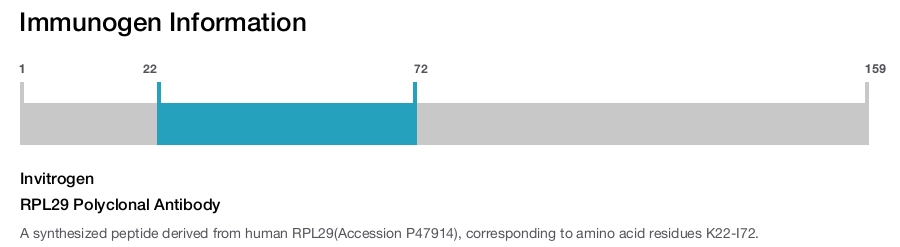 RPL29 Polyclonal Antibody