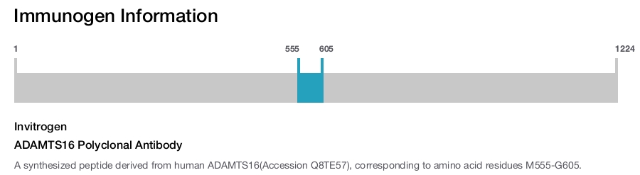ADAMTS16 Polyclonal Antibody