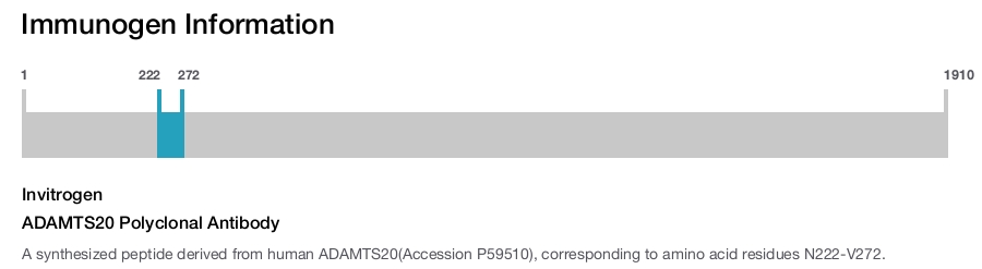 ADAMTS20 Polyclonal Antibody