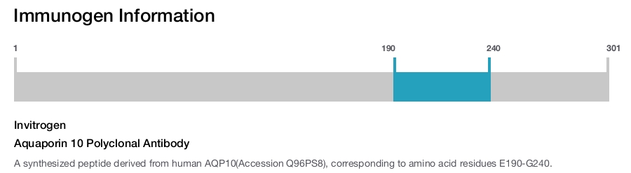 Aquaporin 10 Polyclonal Antibody