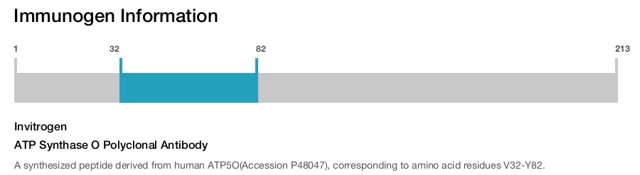 ATP Synthase O Polyclonal Antibody