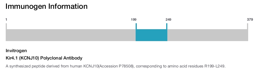 Kir4.1 (KCNJ10) Polyclonal Antibody