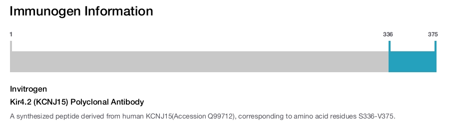 Kir4.2 (KCNJ15) Polyclonal Antibody