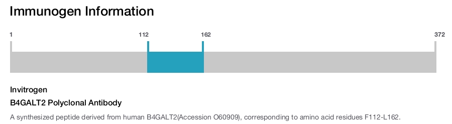 B4GALT2 Polyclonal Antibody