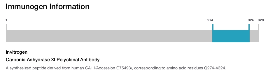 Carbonic Anhydrase XI Polyclonal Antibody