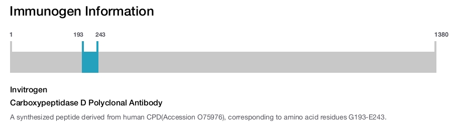 Carboxypeptidase D Polyclonal Antibody