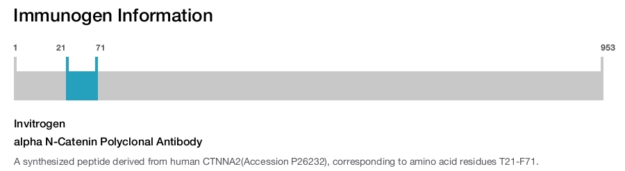 alpha N-Catenin Polyclonal Antibody