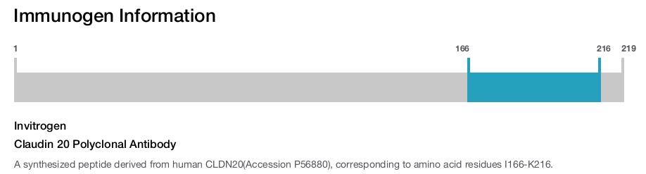 Claudin 20 Polyclonal Antibody