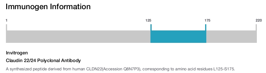 Claudin 22/24 Polyclonal Antibody