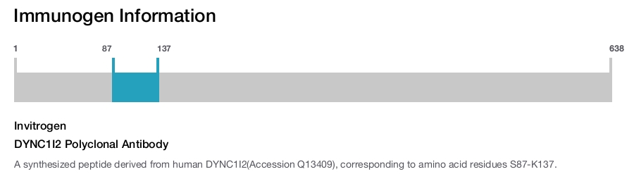 DYNC1I2 Polyclonal Antibody