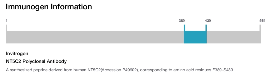 NT5C2 Polyclonal Antibody